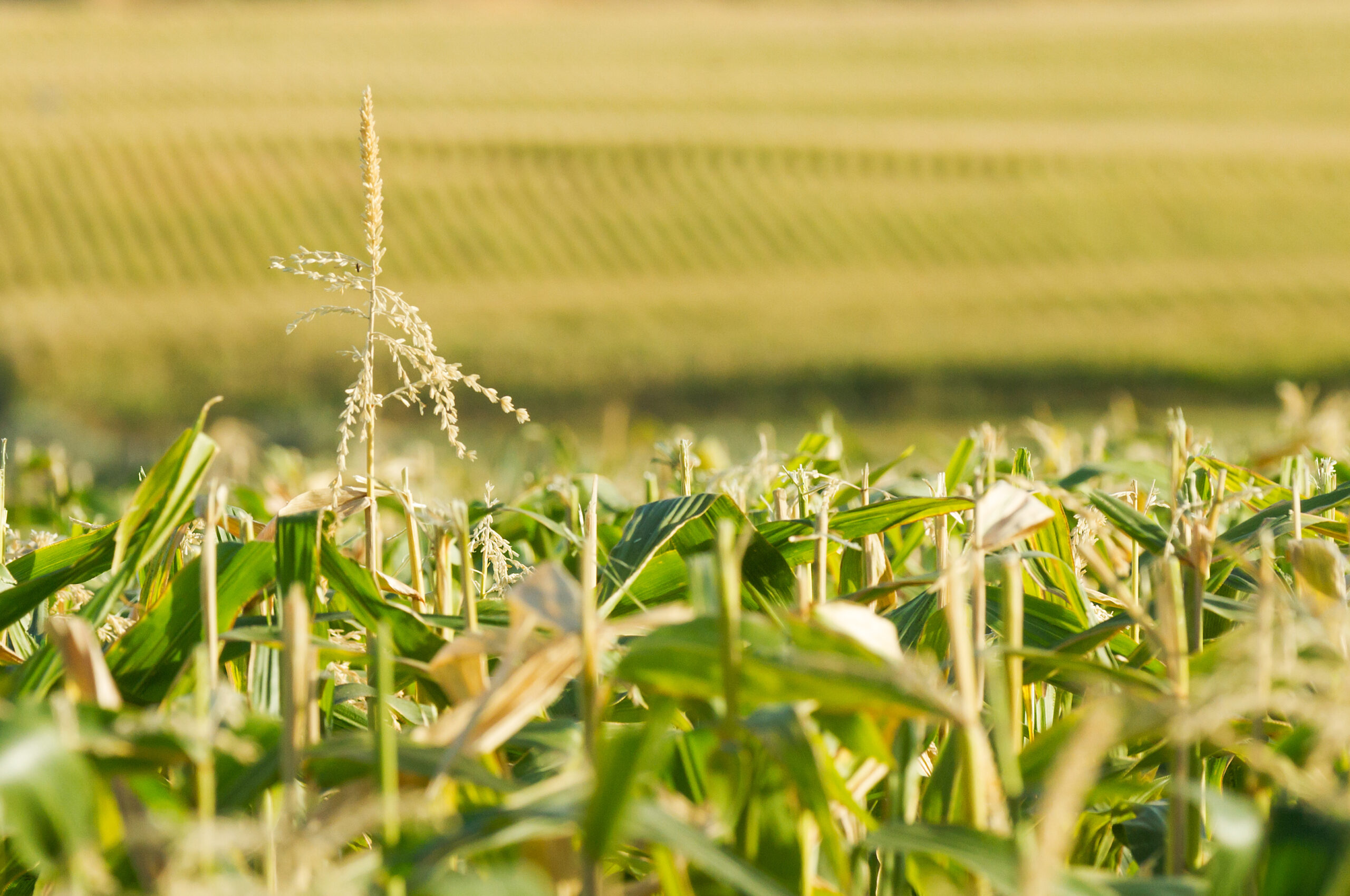 Growth Energy urged the USDA to be flexible when accounting for the impact of CSA practices on carbon intensity.